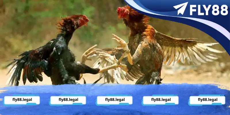 Đá gà đòn có gì mà thu hút nhiều người tham gia đến thế?