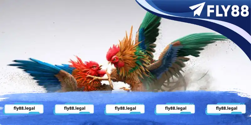 Đăng ký tài khoản trải nghiệm đá gà trực tuyến