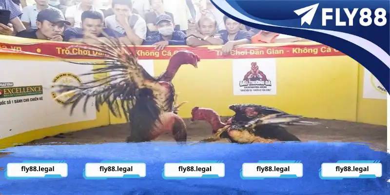 Giới thiệu về đá gà đá gà Bình Định online dành cho người mới