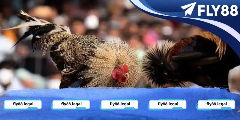 Khám phá khái quát về siêu phẩm trực tiếp đá gà C1