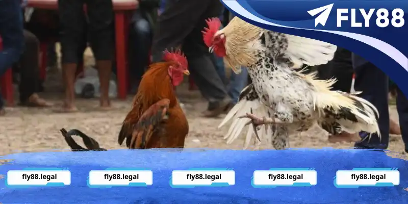 Lưu ý khi cá cược chọi chiến kê tại nhà cái hiện nay